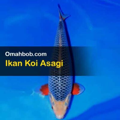 Ikan Koi Asagi Omahbob