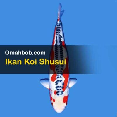 Ikan Koi Shusui omahbob