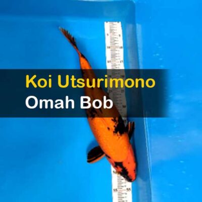 Koi Utsurimono Omah Bob