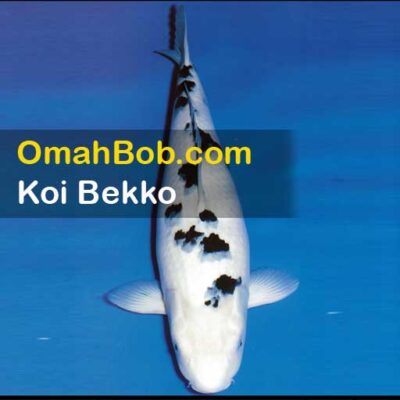 Koi Bekko OmahBob