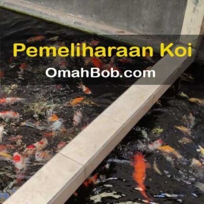 Pemeliharaan Koi OmahBob.com