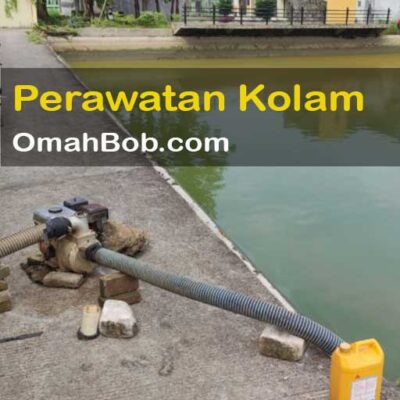 Perawatan Kolam Koi OmahBob