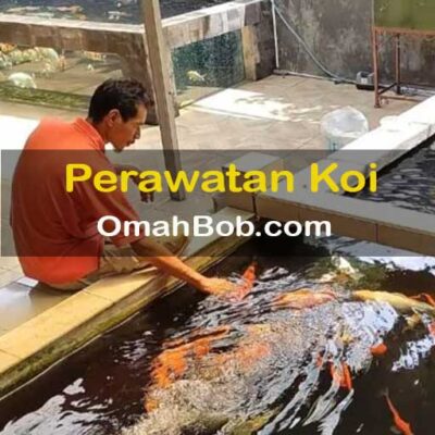 Perawatan Koi OmahBob