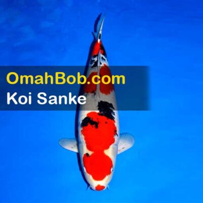 Koi Sanke OmahBob
