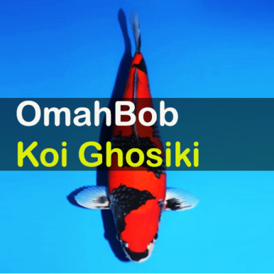 Koi Ghosiki | OmahBob