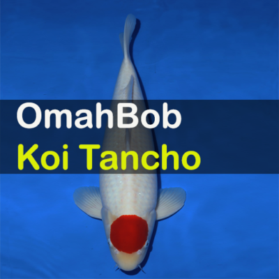 Koi Tancho | OmahBob