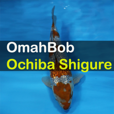 ochiba shigure | OmahBob